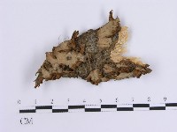 藏品(韌革菌屬)的圖片