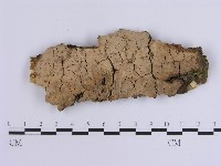 藏品(韌革菌屬)的圖片