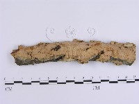 藏品(韌革菌屬)的圖片