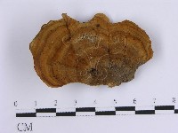 藏品(韌革菌屬)的圖片