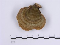 藏品(韌革菌屬)的圖片