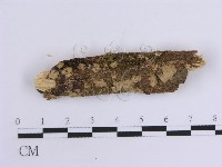 藏品(韌革菌屬)的圖片