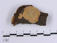 藏品(韌革菌屬)的圖片