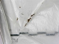藏品()的圖片