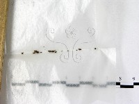 藏品()的圖片