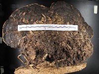 藏品(松生擬層孔菌)的圖片