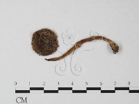 藏品(鵝膏屬)的圖片