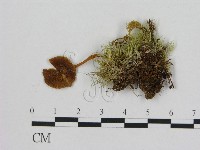 藏品(小菇屬)的圖片