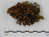 藏品(小菇屬)的圖片