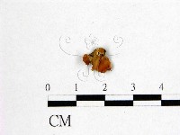 藏品(花耳屬)的圖片