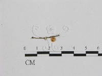 藏品(小皮傘屬)的圖片