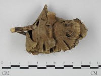 藏品(革菌屬)的圖片