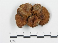 藏品(杯傘屬)的圖片