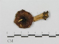 藏品(紅菇屬)的圖片