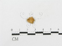 藏品(側耳屬)的圖片