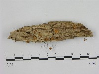 藏品(小菇屬)的圖片