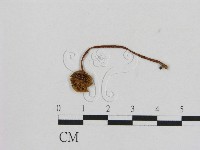 藏品(小菇屬)的圖片