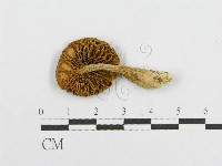 藏品(絨蓋牛肝菌屬)的圖片