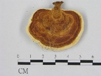 藏品(相鄰小孔菌)的圖片