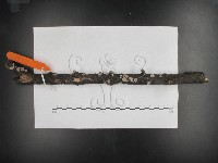 藏品(裂褶菌)的圖片