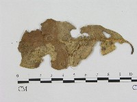 藏品(小皮傘屬)的圖片