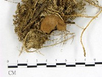 藏品(地星屬)的圖片