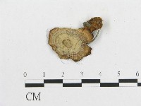 藏品(多孔菌屬)的圖片