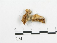 藏品(多孔菌屬)的圖片