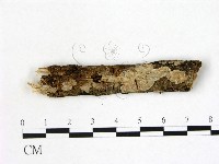 藏品(刺皮菌屬)的圖片