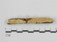 藏品(銳孔菌屬)的圖片