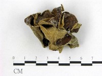 藏品(木耳屬)的圖片