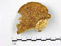 藏品(偏腫栓菌)的圖片