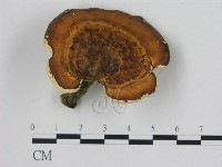 藏品(相鄰小孔菌)的圖片