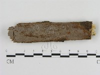 藏品(刺革菌屬)的圖片