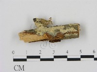 藏品(剛毛絲皮菌)的圖片