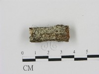 藏品(剛毛絲皮菌)的圖片