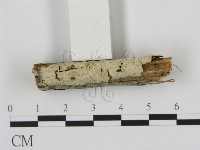 藏品(剛毛絲皮菌)的圖片