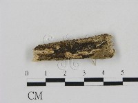 藏品()的圖片