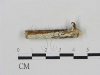 藏品(冇骨消絲齒菌)的圖片