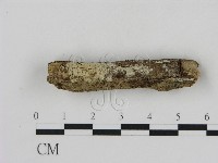 藏品(冇骨消絲齒菌)的圖片