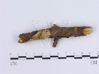 藏品(冇骨消絲齒菌)的圖片