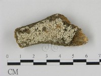 藏品(冇骨消絲齒菌)的圖片