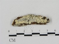 藏品(冇骨消絲齒菌)的圖片