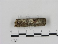 藏品(冇骨消絲齒菌)的圖片