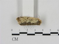 藏品(冇骨消絲齒菌)的圖片