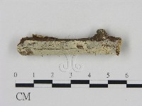 藏品(冇骨消絲齒菌)的圖片