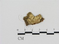 藏品()的圖片