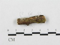 藏品(針齒銳岩菌)的圖片