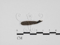 藏品(炭角菌屬)的圖片