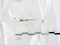 藏品()的圖片